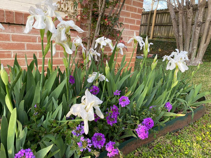 White Cemetery Iris (Iris albicans) - 5 Tubers