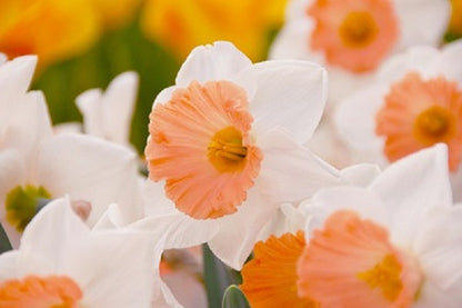 Daffodil 'Chromacolor' - 5 bulbs