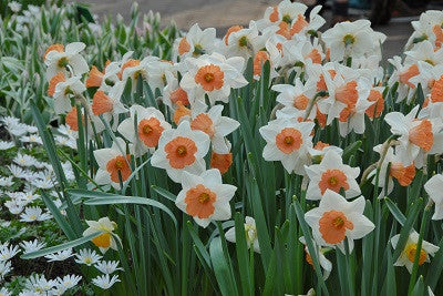 ＊ Narcissus ＊ n_teal_e-w.jpg