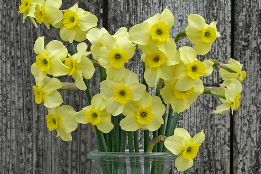Daffodil 'Clare' - 5 bulbs