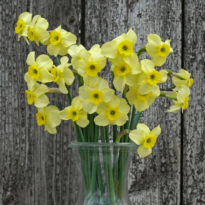 Daffodil 'Clare' - 5 bulbs