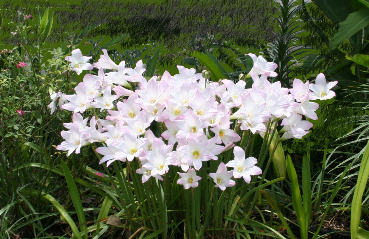 Habranthus robustus 'Russell Manning' Pink Rain Lily - 4-4" pots