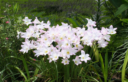 Habranthus robustus 'Russell Manning' Pink Rain Lily - 4-4" pots