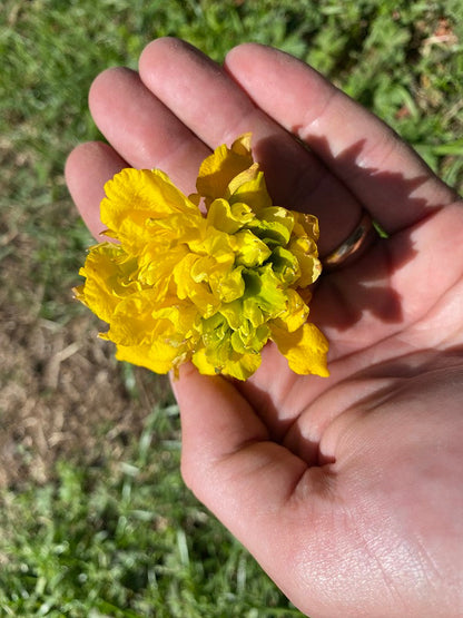 Heirloom 'Van Sion' - 10 bulbs
