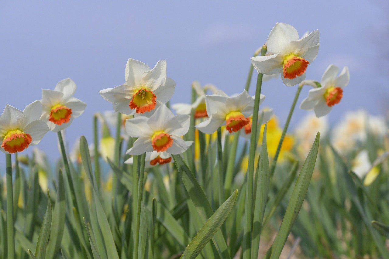 Narcissus 'Colin's Joy' - Southern Daffodil Bulb – The Southern Bulb Co.