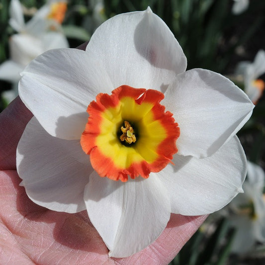 Daffodil 'Colin's Joy' - 5 bulbs