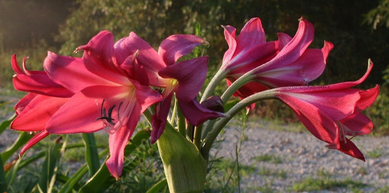 Crinum 'Ellen Bosanquet' - 1 bulb