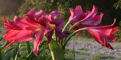 Crinum 'Ellen Bosanquet' - 1 bulb