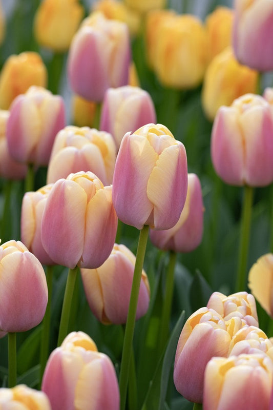 Tulipa 'Coral Pride' - 5 bulbs