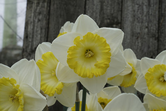 Daffodil 'Country Road' -  5 bulbs