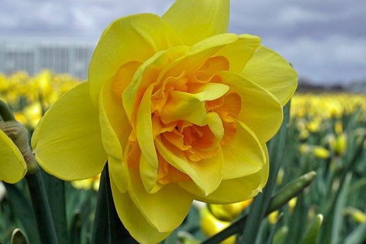 Daffodil 'Crackington' - 5 bulbs