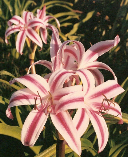 Crinum 'Stars and Stripes' - 1 - 2 gallon pot