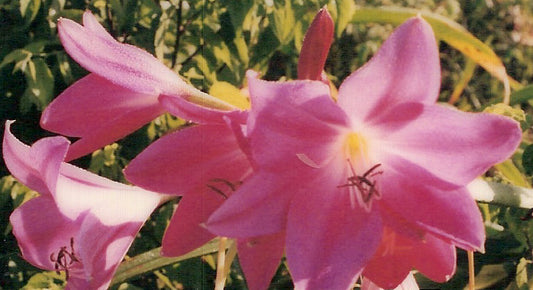(Pack of 1) Deep Pink Colored Rare Crinum.