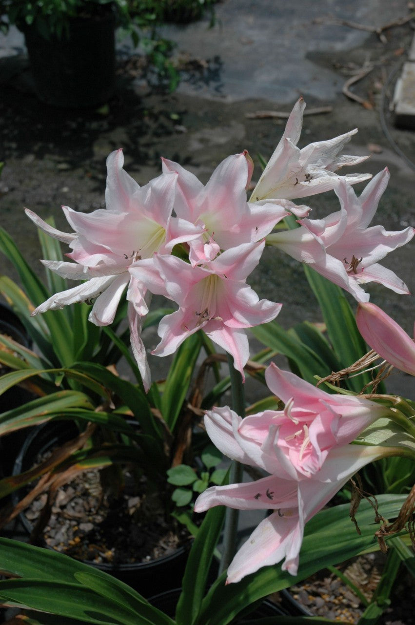 Crinum 'J.C. Harvey' - 1 bulb