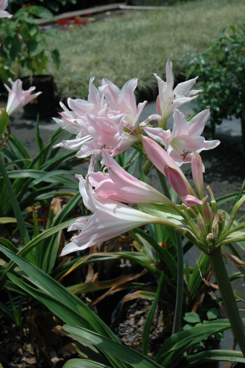 Crinum 'J.C. Harvey' - 1 bulb