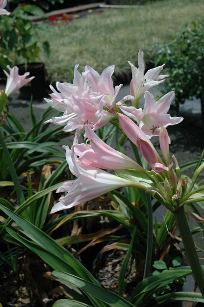 Crinum 'J.C. Harvey' - 1 bulb