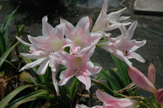 Crinum 'J.C. Harvey' - 1 bulb