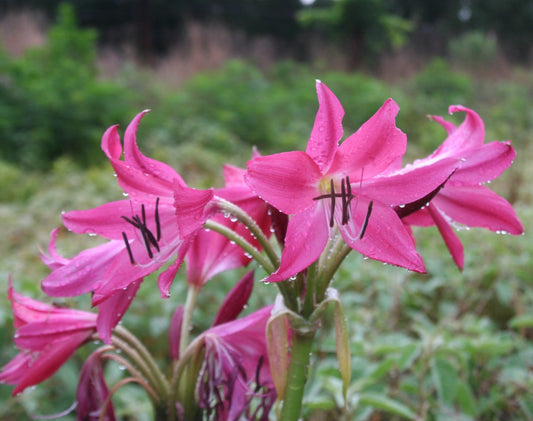 Crinum Rose Parade