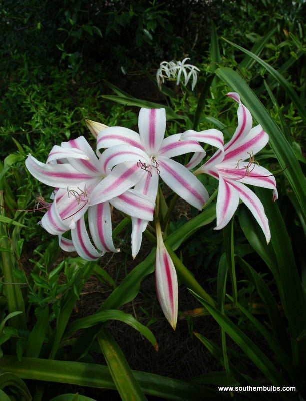 Crinum 'Stars and Stripes' - 1 - 2 gallon pot