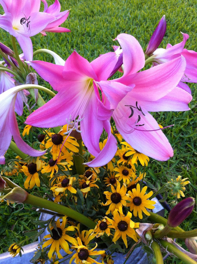 Crinum 'Bradley' - 1 bulb