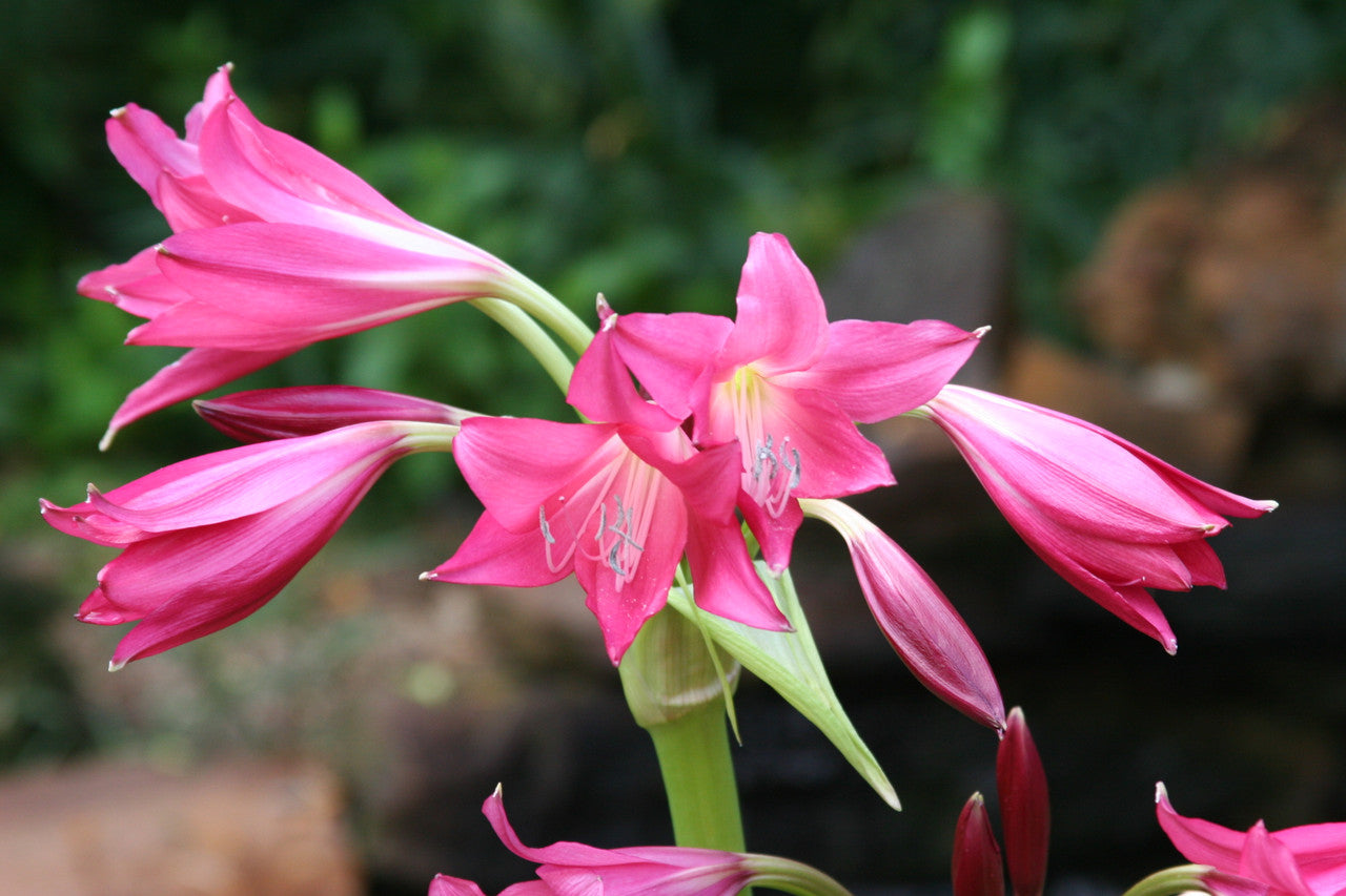 Crinum 'Ellen Bosanquet' - 1 bulb
