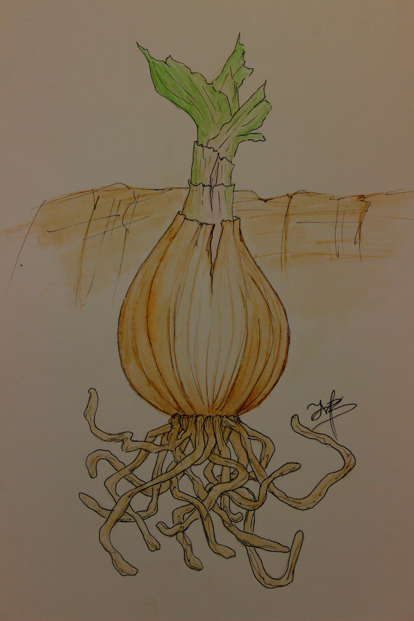 Crinum moorei 'Album' - White Crinum Lily - 1 bulb