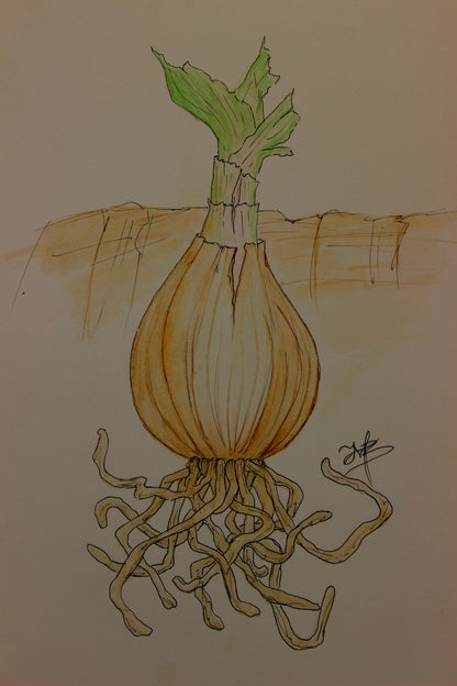 Crinum 'Ellen Bosanquet' - 1 bulb