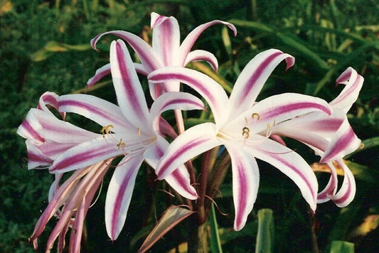 Crinum 'Stars and Stripes' - 1 - 2 gallon pot