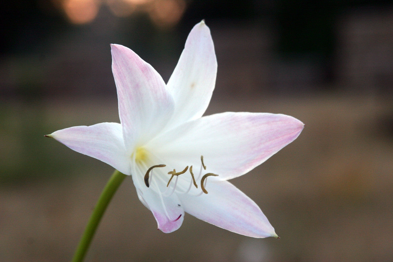 Crinum 'Summer Nocturne' - 3 bulbs