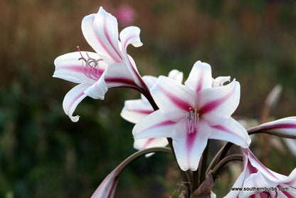 Crinum 'Milk & Wine Lily'  - 1 bulb