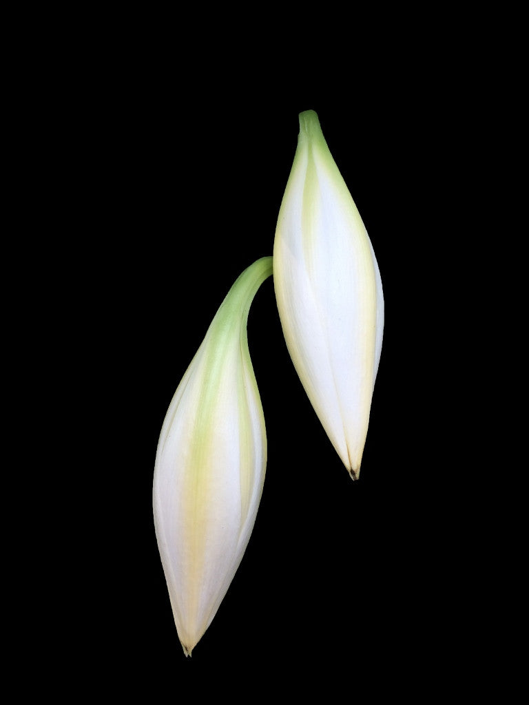 Crinum 'Jagus' - 1 bulb