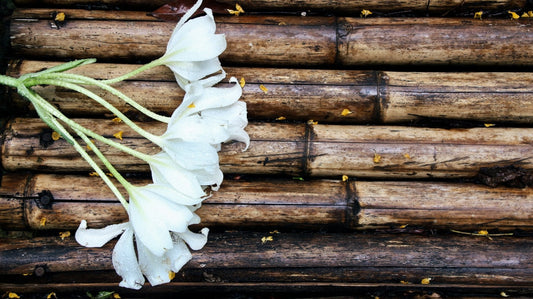 Crinum 'Jagus' - 1 bulb