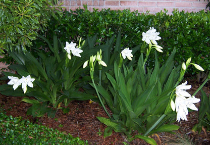 Crinum 'Jagus' - 1 bulb