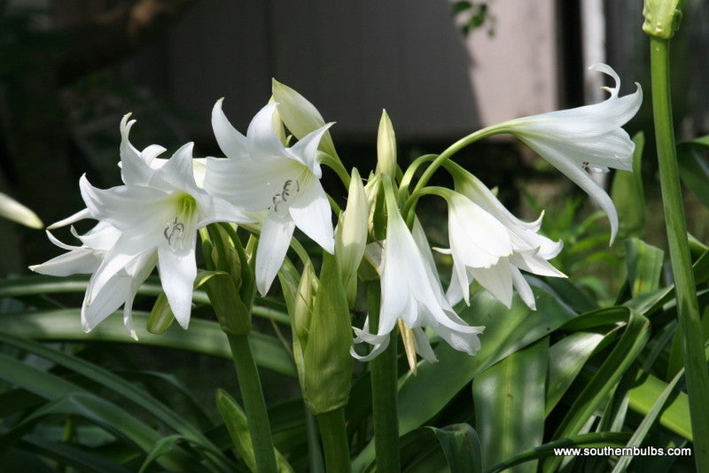 (Pack of 1) A wonderfully tough white crinum. Can be planted through the fall in the South before winter sets in. Zones 7-10
