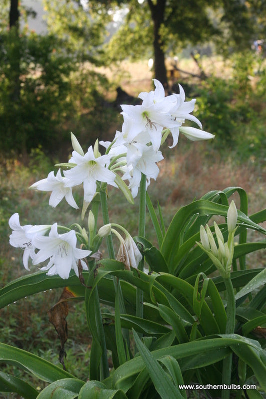 Crinum x powellii 'Album' - White Crinum Lily - 1 bulb