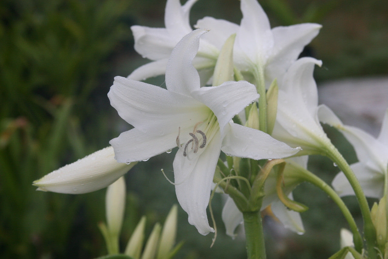 white lily psychedelic Crinum x powellii 'Album' - White Crinum Lily