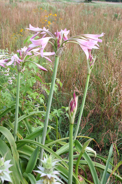 Crinum powellii 'Roseum' - 1 bulb