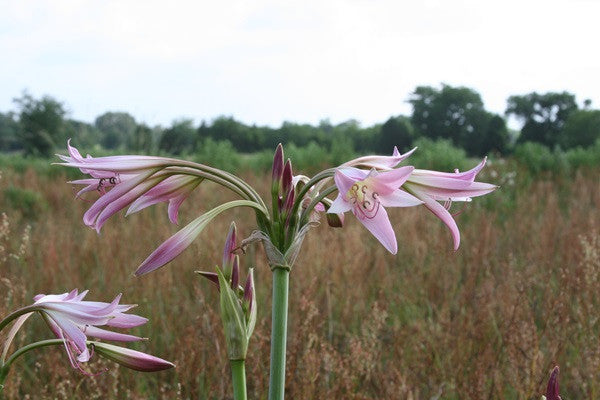 Crinum powellii 'Roseum' - 1 bulb