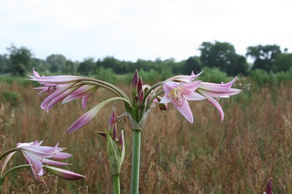 Crinum powellii 'Roseum' - 1 bulb