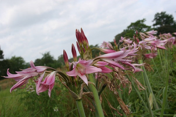 Crinum powellii 'Roseum' - 1 bulb