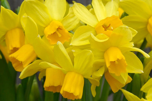 Daffodil 'Cyclataz' - 5 bulbs