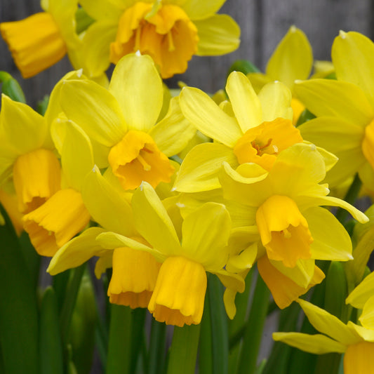 Daffodil 'Cyclataz' - 5 bulbs