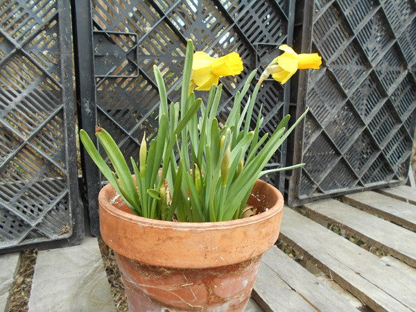 Southern Bulbs Daffodil Jetfire - Thumbnail 2
