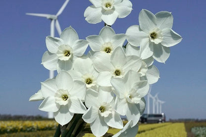 daffodil flower seeds Daffodil 'Dainty Miss'
