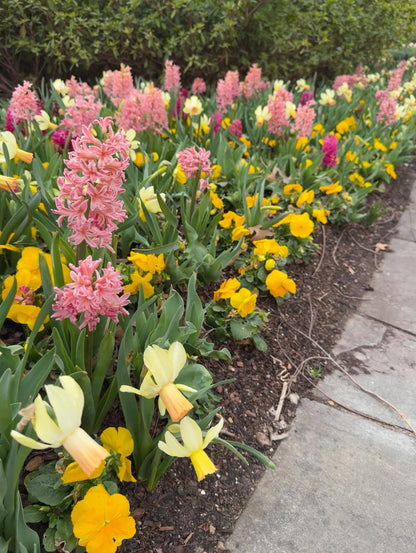 Hyacinthus Hyacinth Pink 'Fondant' - 5 bulbs