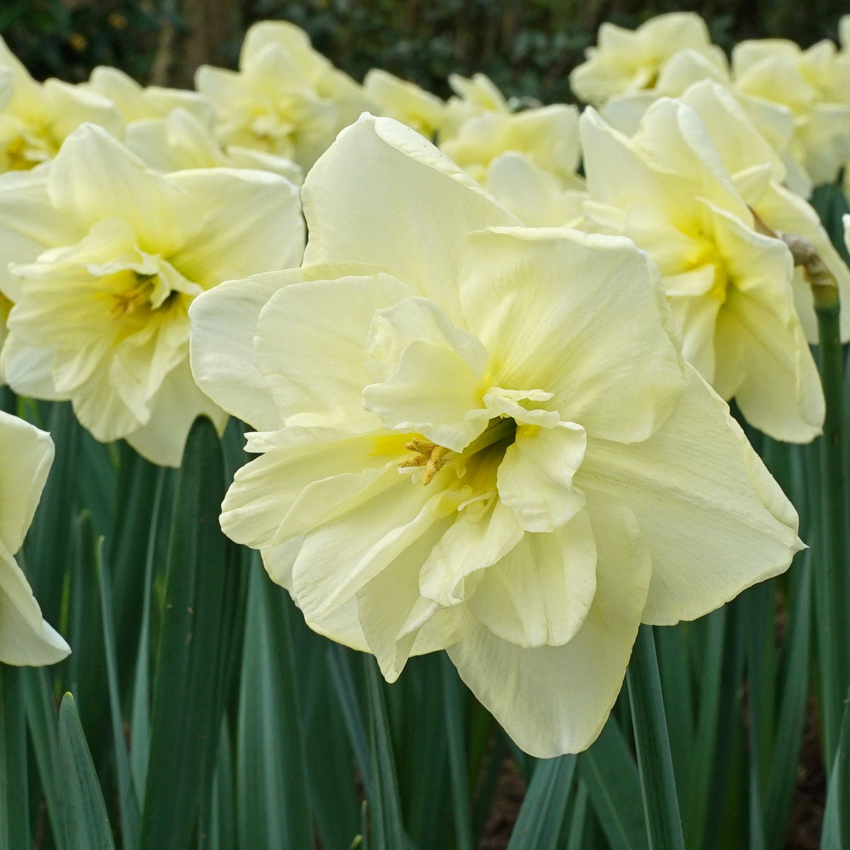 Narcissus 'Dancing Moonlight' - Southern Perennial Heirloom Daffodil ...
