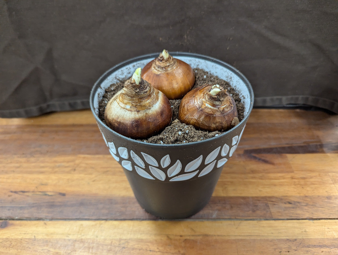 Gift Kit - Paperwhites Forcing Kit (Medium)