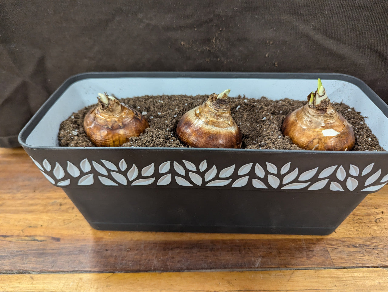 Gift Kit - Paperwhites Forcing Kit (Medium)