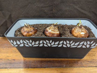 Gift Kit - Paperwhites Forcing Kit (Medium)