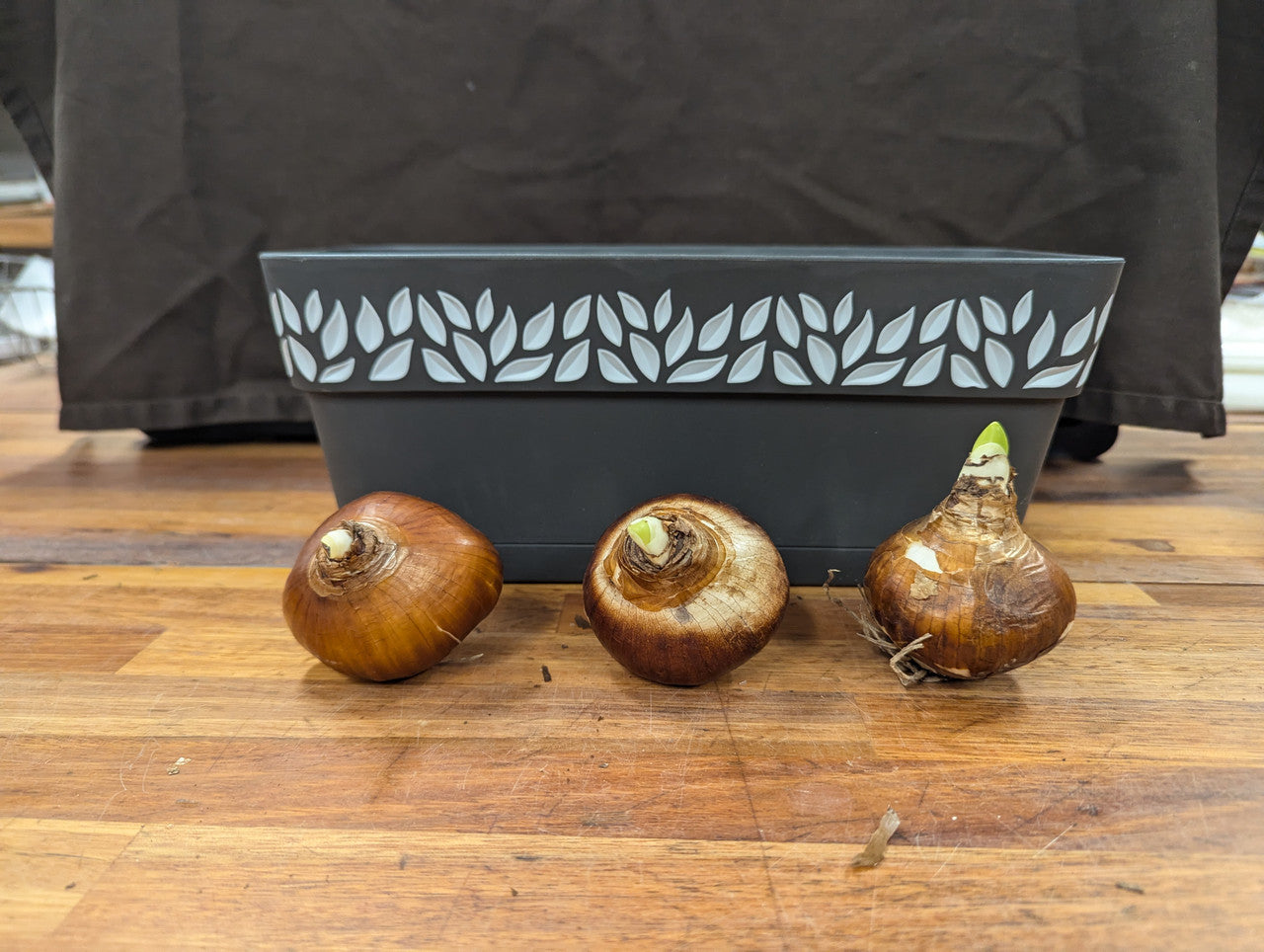 Gift Kit - Paperwhites Forcing Kit (Medium)